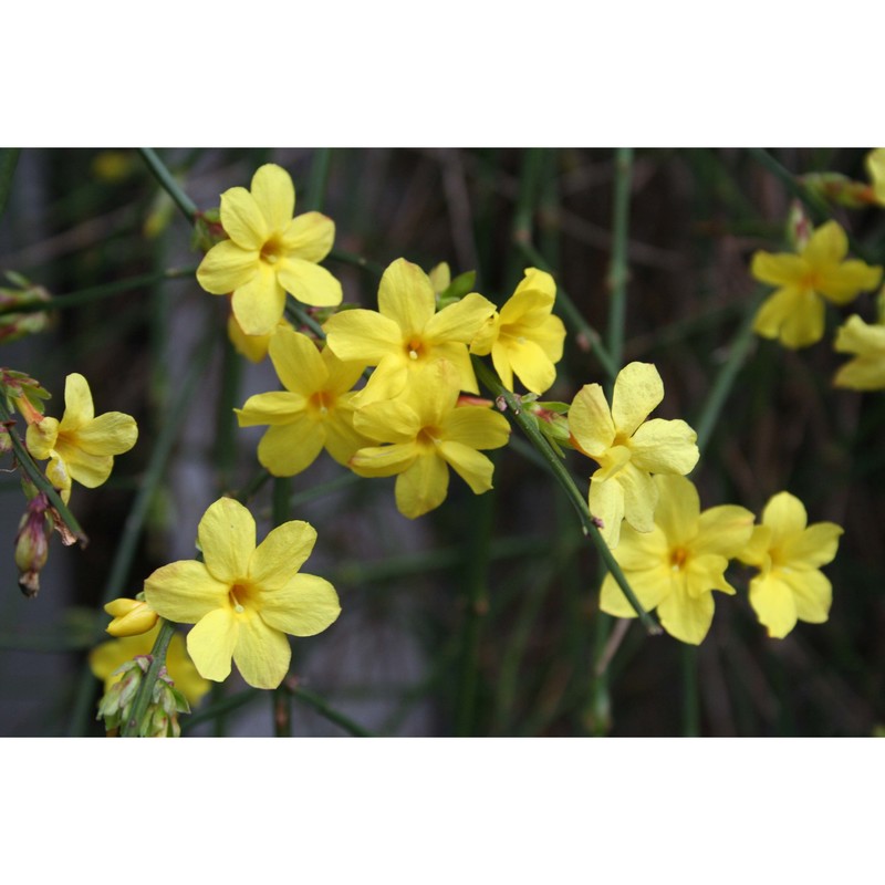 jasminum nudiflorum lindl.