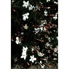 jasminum officinale l.