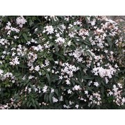 jasminum officinale l.