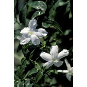 jasminum officinale l.