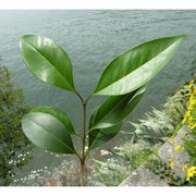 ligustrum japonicum thunb.