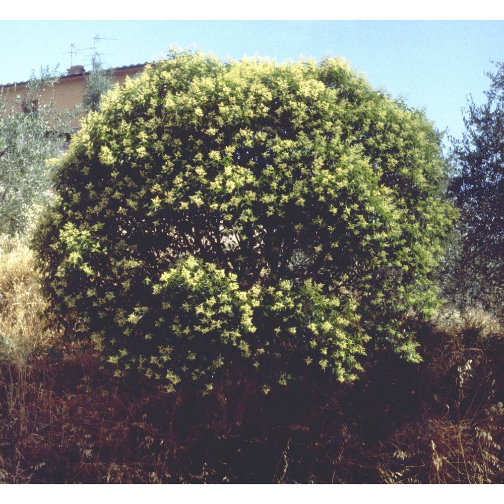 ligustrum lucidum w. t. aiton