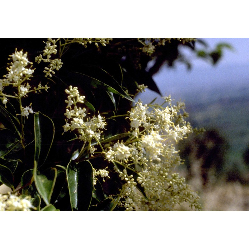 ligustrum lucidum w. t. aiton