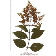 ligustrum lucidum w. t. aiton