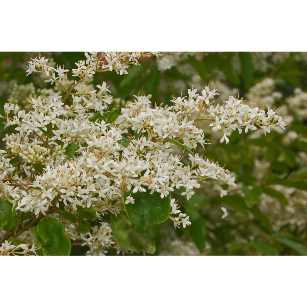 ligustrum ovalifolium hassk.