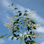 ligustrum sinense lour.