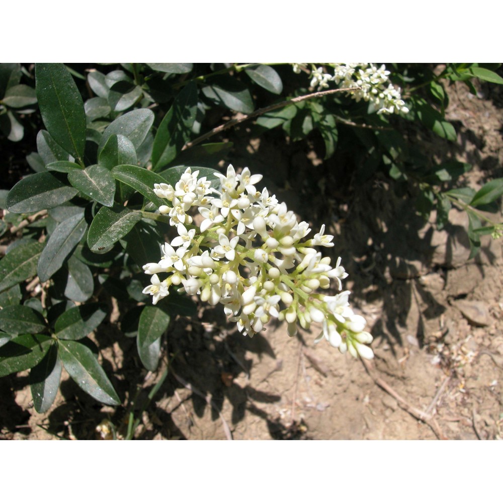 ligustrum sinense lour.