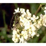 ligustrum vulgare l.