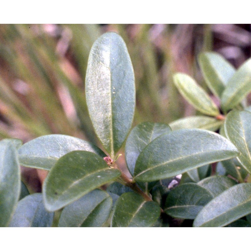 ligustrum vulgare l.