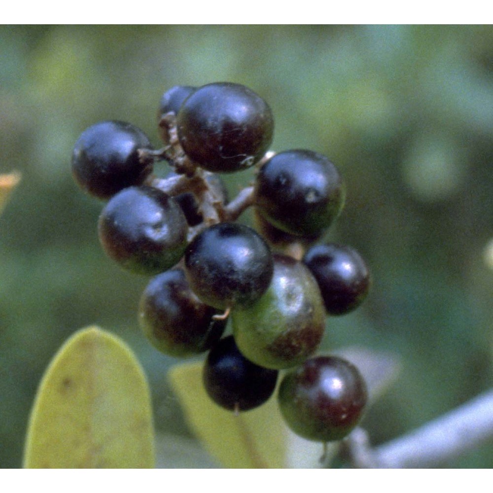 ligustrum vulgare l.