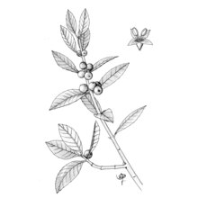 phillyrea latifolia l.