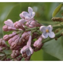 syringa vulgaris l.