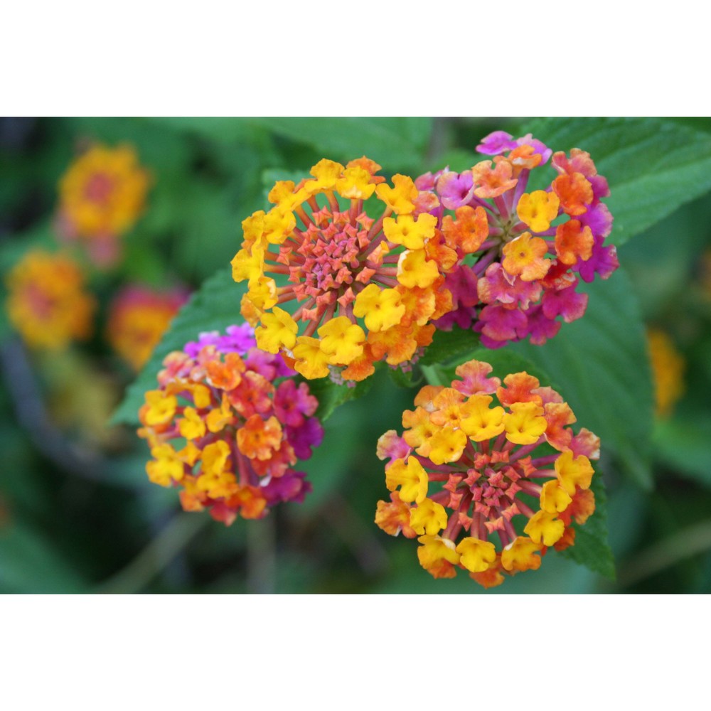 lantana camara l.