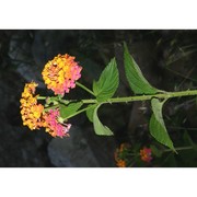 lantana camara l.