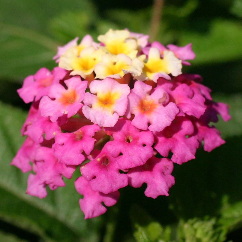 lantana camara l.