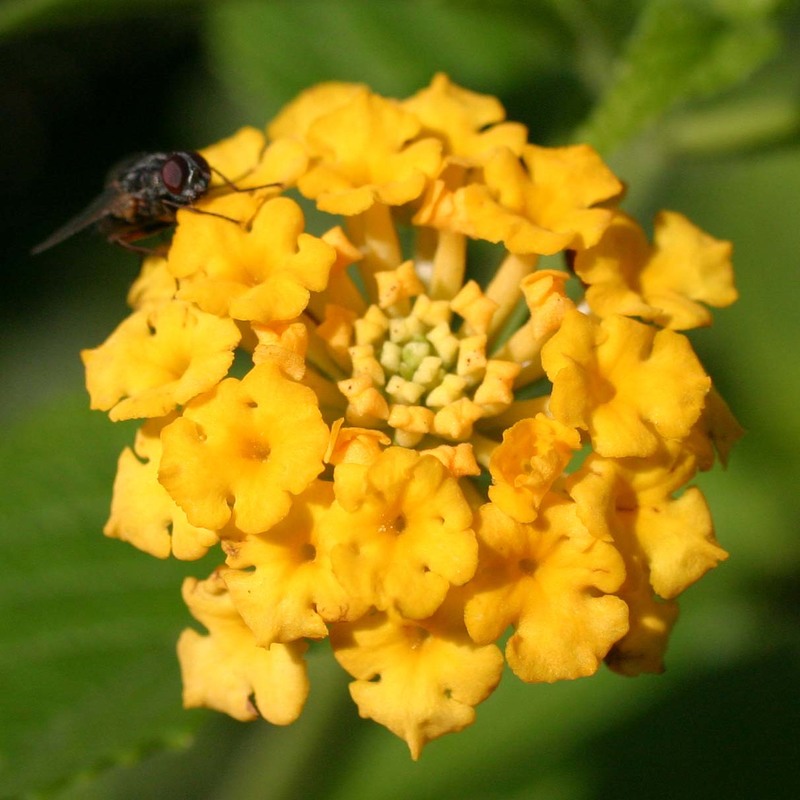 lantana camara l.