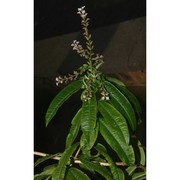 lippia triphylla (l'hér.) kuntze