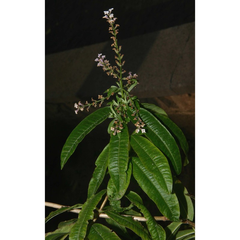 lippia triphylla (l'hér.) kuntze