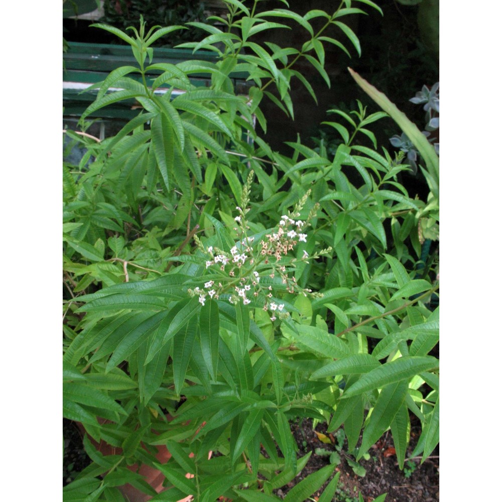 lippia triphylla (l'hér.) kuntze