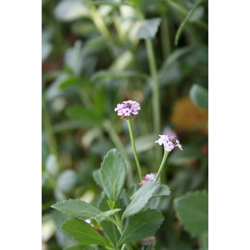 phyla nodiflora (l.) greene