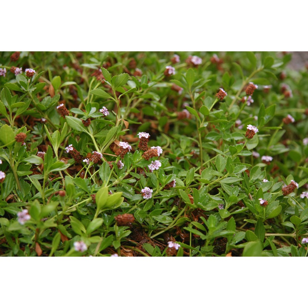 phyla nodiflora (l.) greene