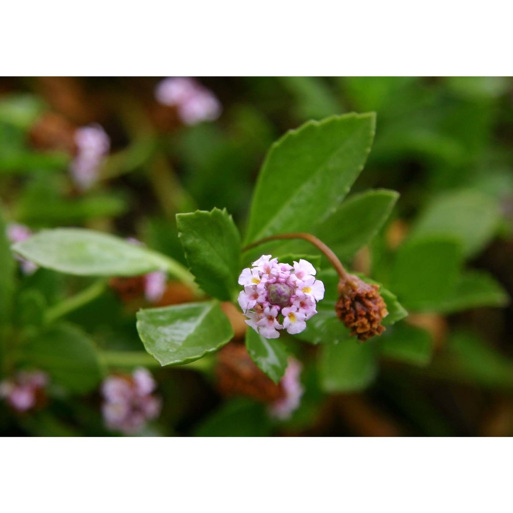 phyla nodiflora (l.) greene