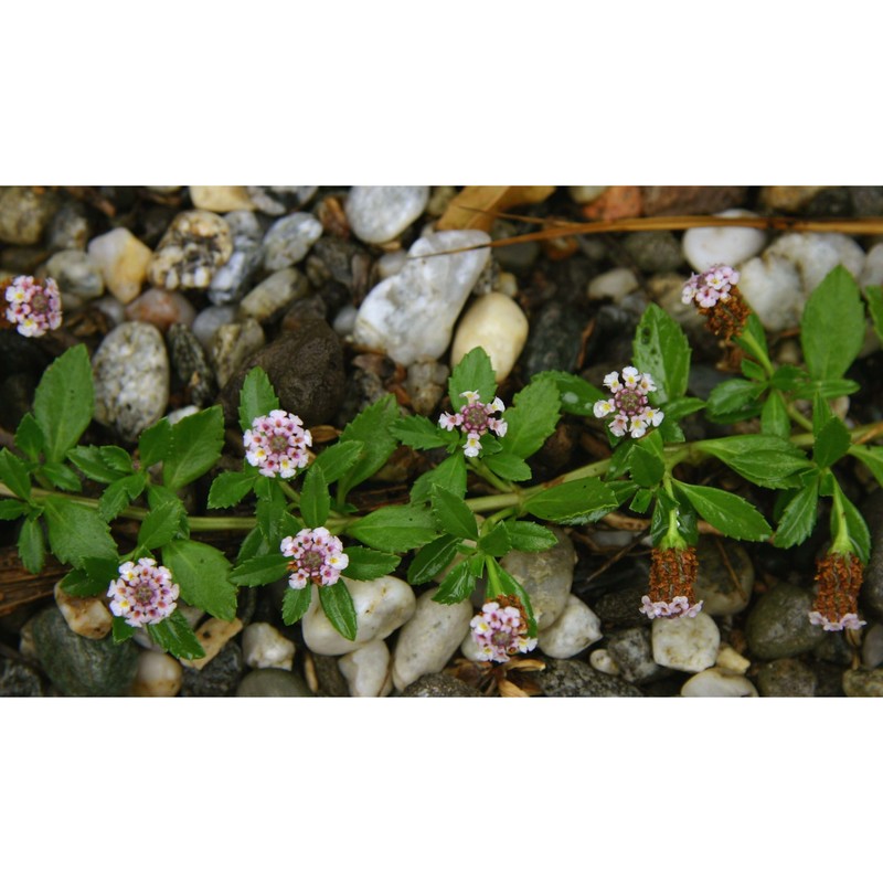 phyla nodiflora (l.) greene