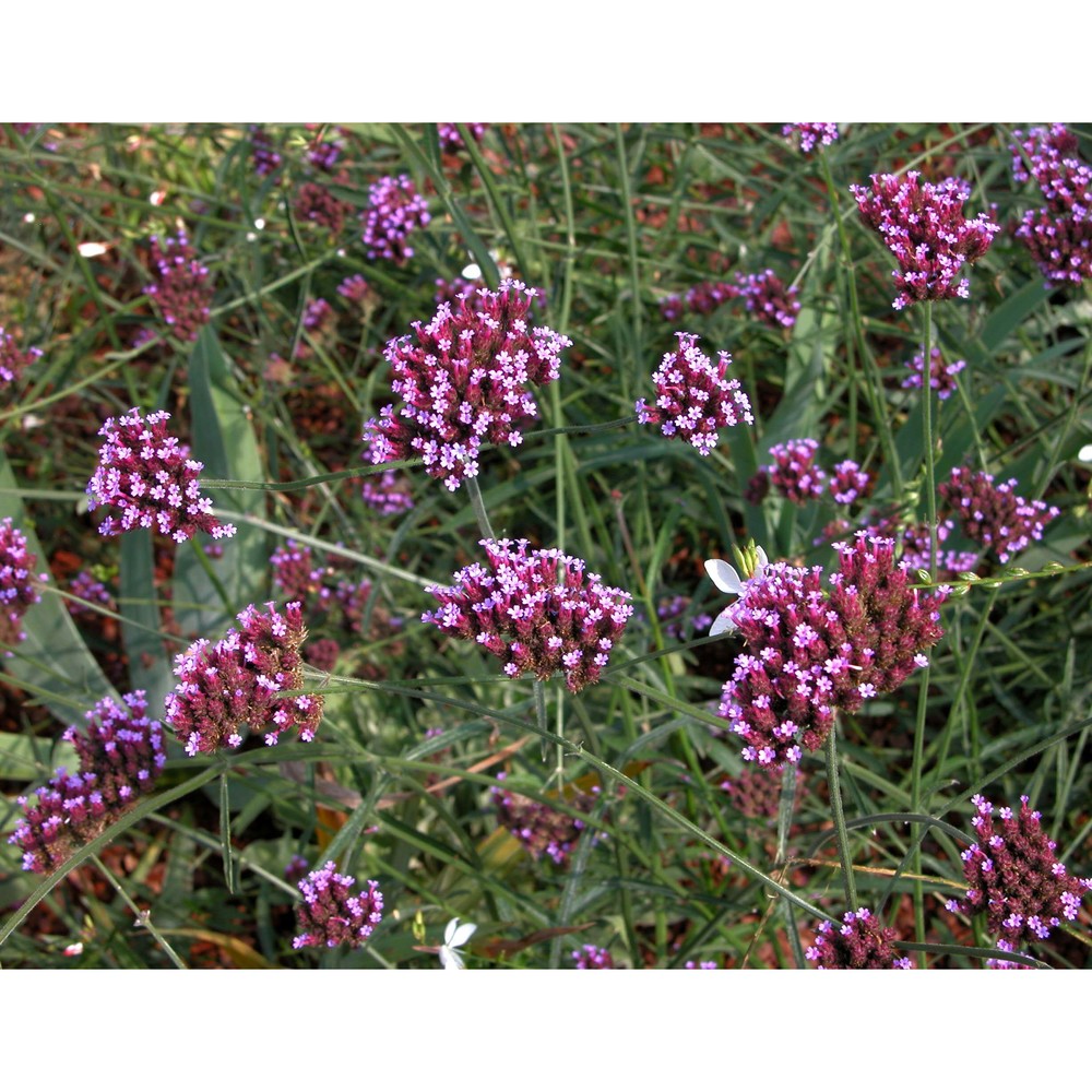 verbena bonariensis l.