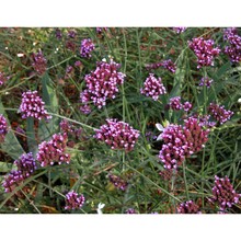 verbena bonariensis l.