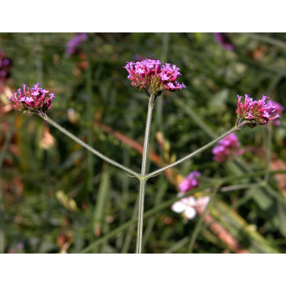 verbena bonariensis l.