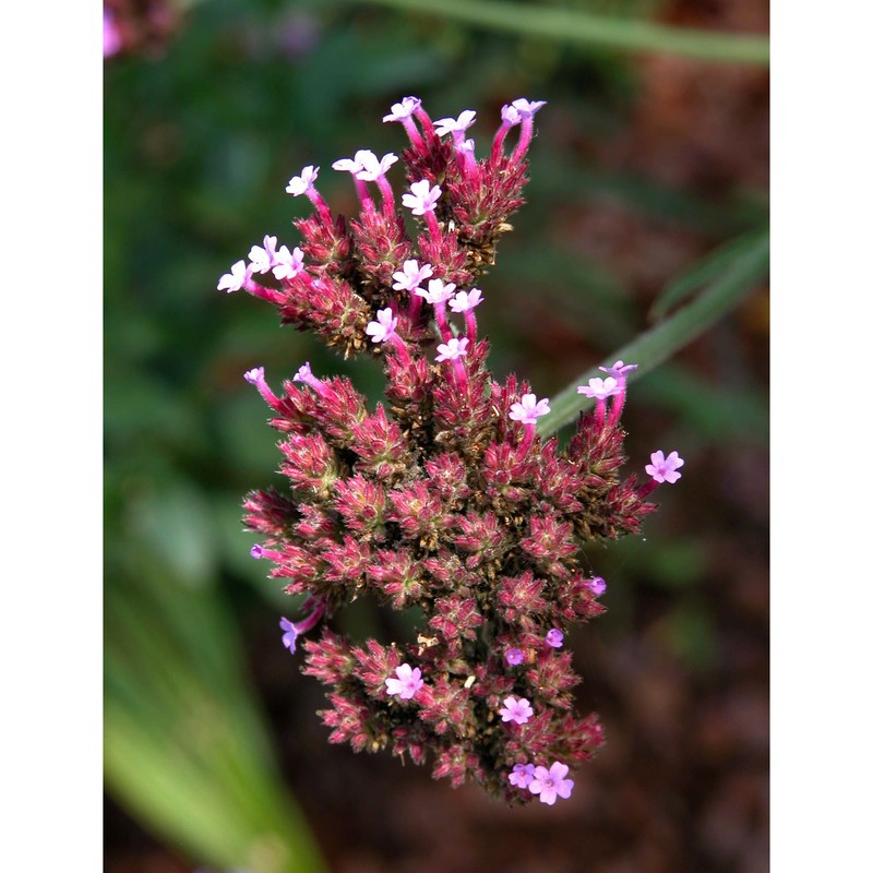 verbena bonariensis l.