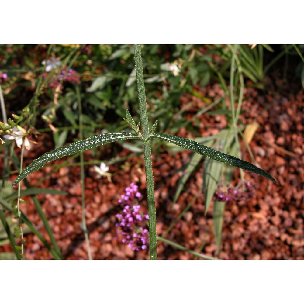 verbena bonariensis l.