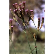 verbena brasiliensis vell.