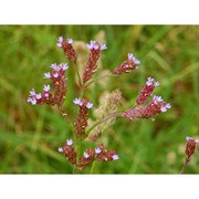 verbena brasiliensis vell.