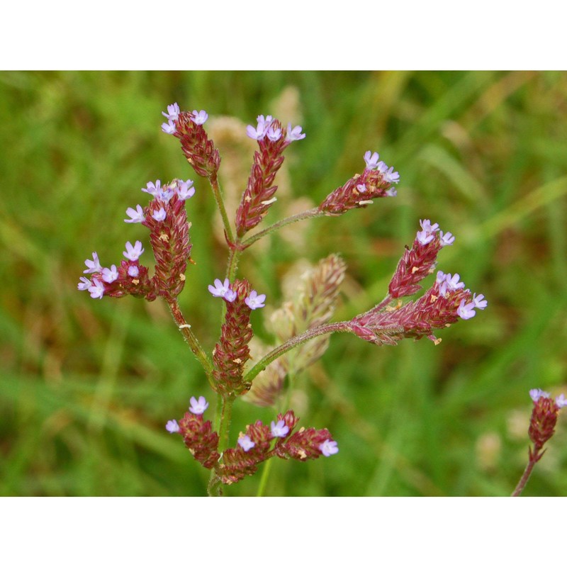 verbena brasiliensis vell.