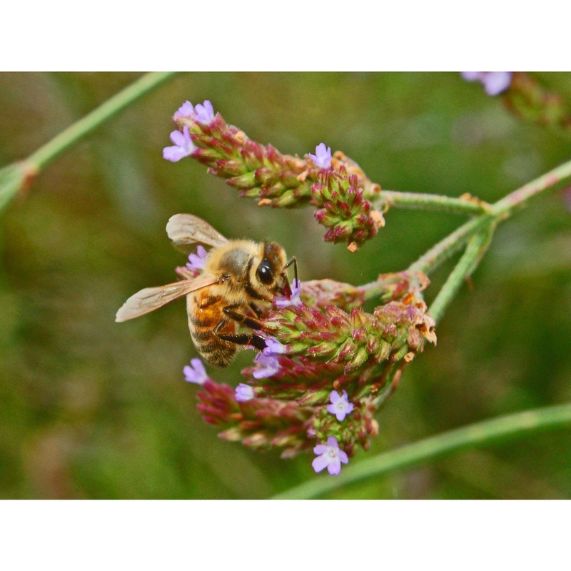 verbena brasiliensis vell.