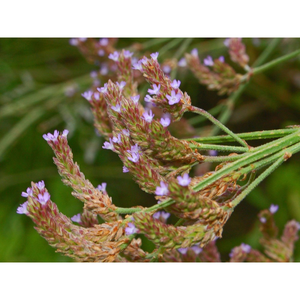 verbena brasiliensis vell.