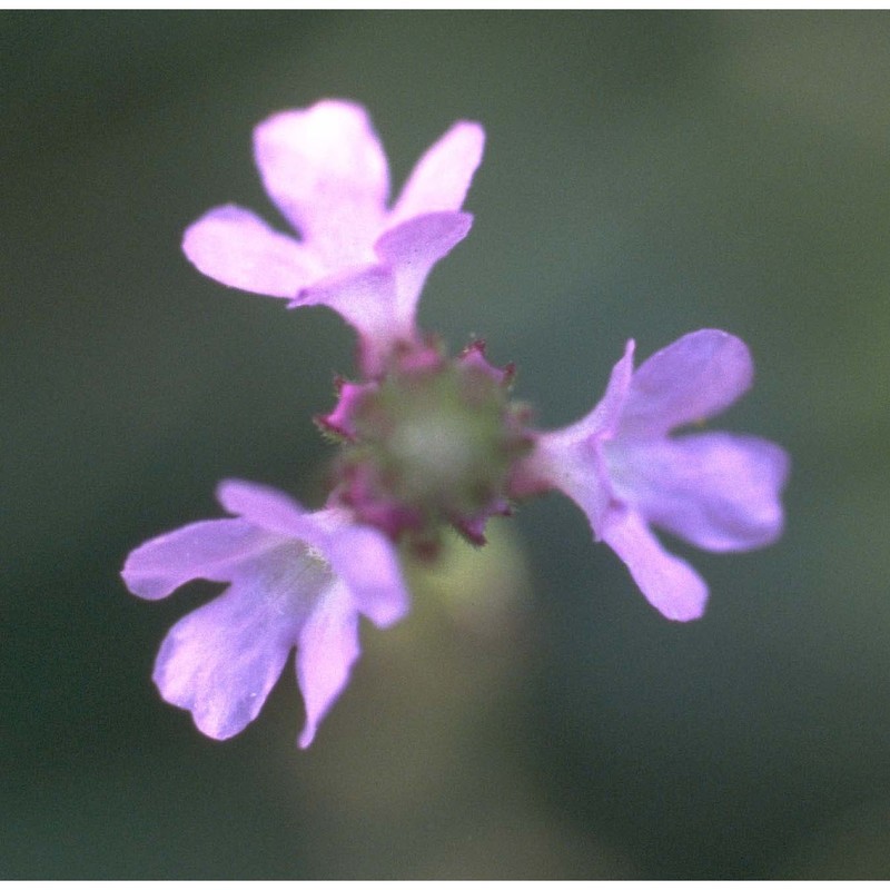 verbena officinalis l.