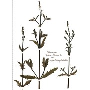 verbena officinalis l.