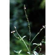 verbena officinalis l.