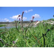 verbena supina l.