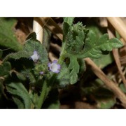 verbena supina l.