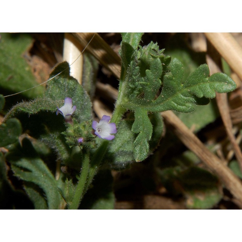 verbena supina l.