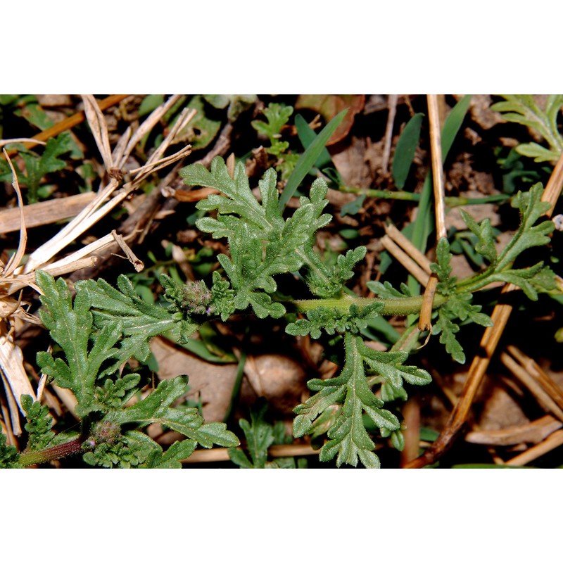 verbena supina l.