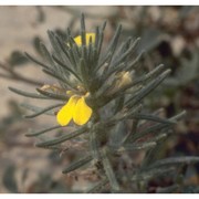 ajuga chamaepitys (l.) schreb.