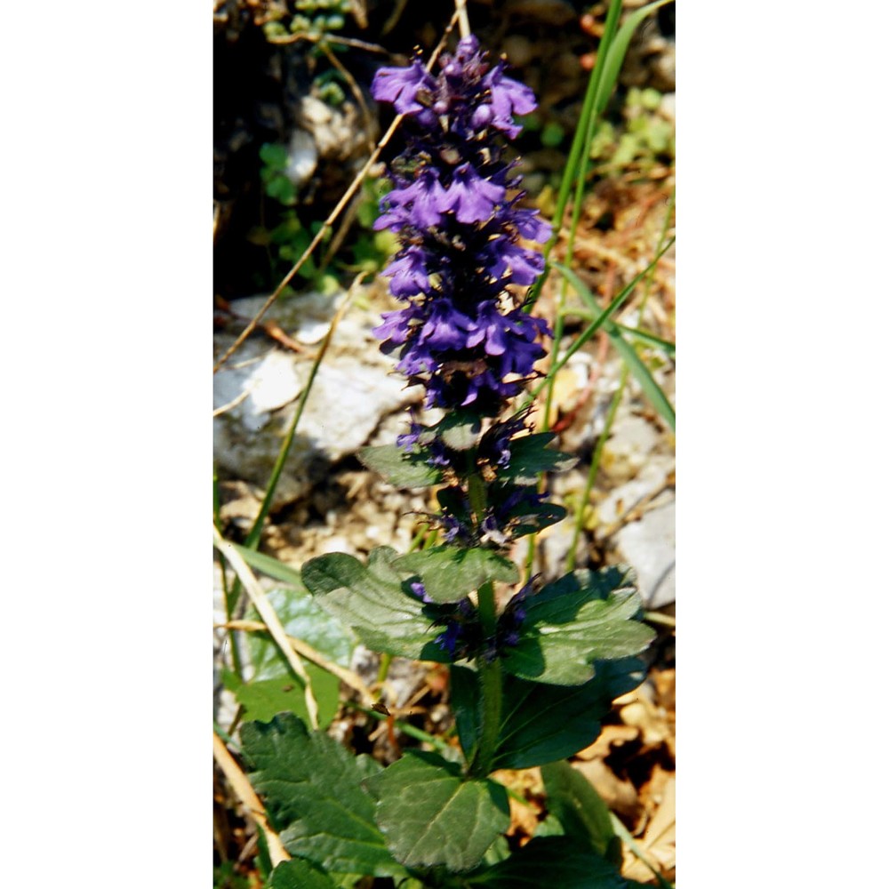 ajuga genevensis l.