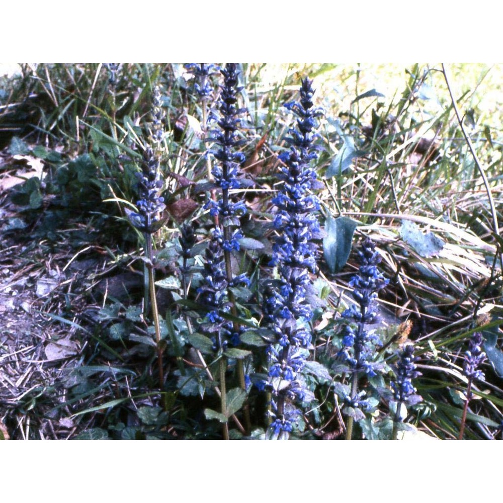 ajuga genevensis l.