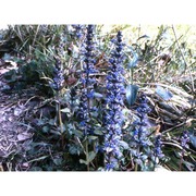 ajuga genevensis l.