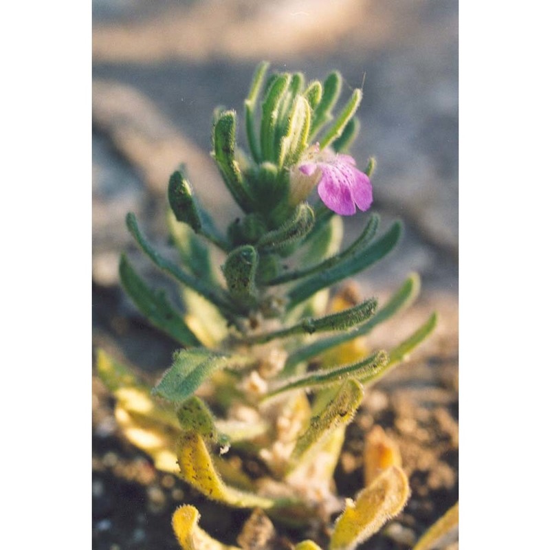 ajuga iva (l.) schreb.