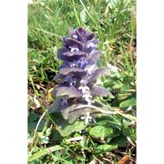 ajuga pyramidalis l.